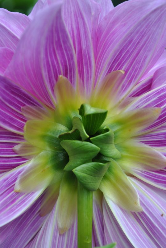 back of dahlia