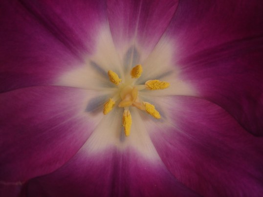 purple tulip 2